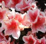 azalea japonica madame kint