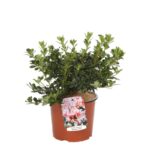 azalea japonica madame kint 2