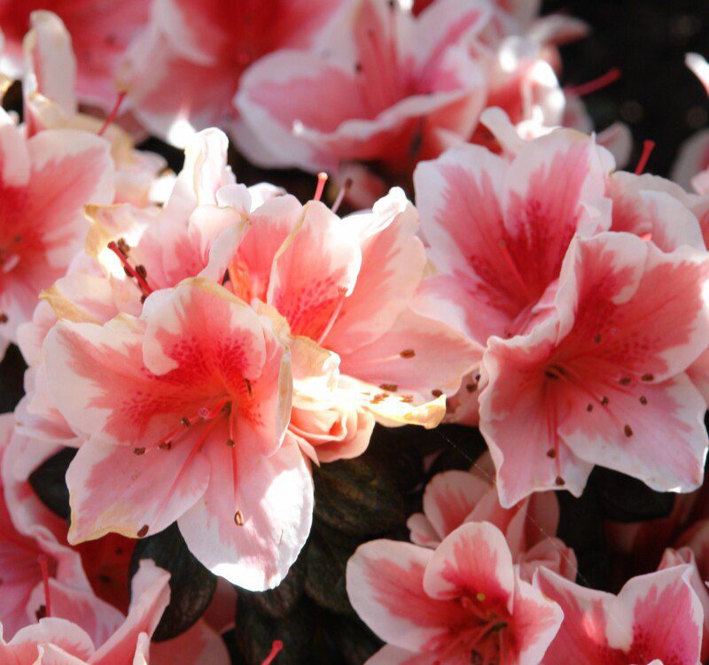 azalea japonica madame kint azalea japonica madame kint