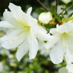 azalea japonica meme 1