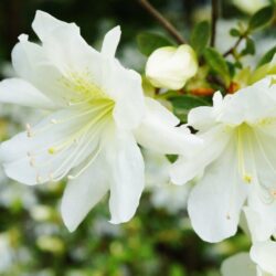 azalea japonica meme 1