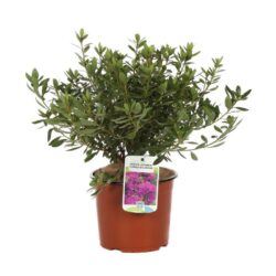 azalea japonica purple splendor 1
