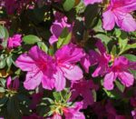 azalea japonica purple splendor 2