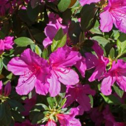 azalea japonica purple splendor 2