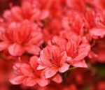 azalea japonica rex