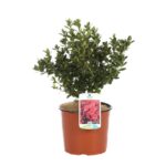 azalea japonica rex 2