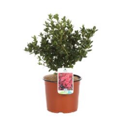 azalea japonica rex 2