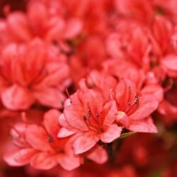 azalea japonica rex