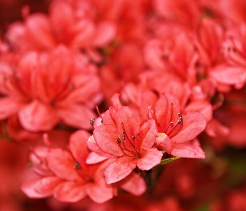 azalea japonica rex azalea japonica rex