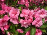 azalea japonica rosebud