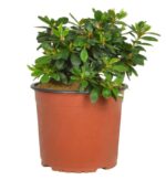 azalea japonica rosebud 2