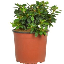 azalea japonica rosebud 2