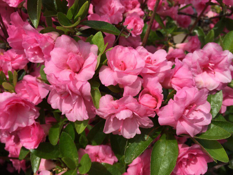 azalea japonica rosebud azalea japonica rosebud