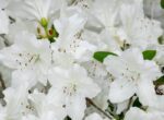 azalea japonica schneeperle