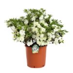azalea japonica schneeperle 2