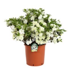 azalea japonica schneeperle 2