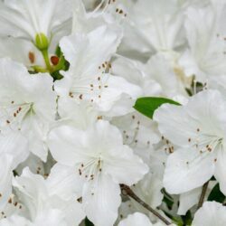 azalea japonica schneeperle