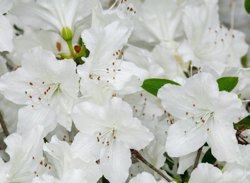azalea japonica schneeperle azalea japonica schneeperle