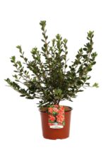 azalea japonica stewartstonian 1