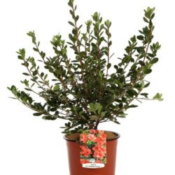 azalea japonica stewartstonian 1