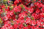 azalea japonica stewartstonian 2