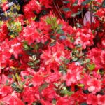 azalea japonica stewartstonian 2