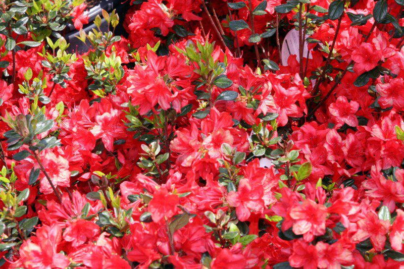 azalea japonica stewartstonian 2 azalea japonica stewartstonian 2