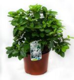 azalea japonica white lady 2