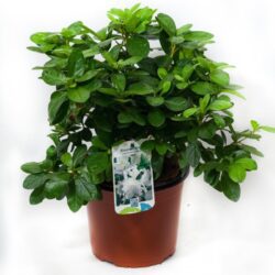 azalea japonica white lady 2