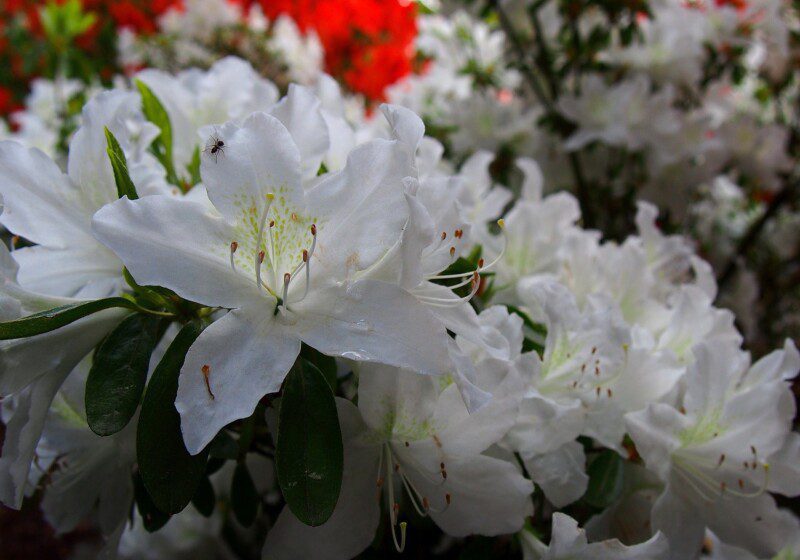 azalea japonica white lady azalea japonica white lady