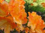 azalea knaphill glowing embers