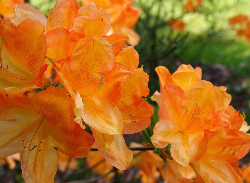 azalea knaphill glowing embers azalea knaphill glowing embers
