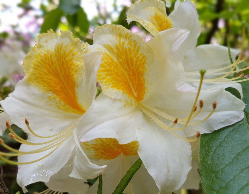 azalea knaphill persil blanc 1 azalea knaphill persil blanc 1