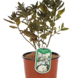 azalea knaphill persil blanc