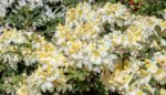 azalea knaphill persil blanc 3
