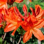 azalea mollis gibralta 1