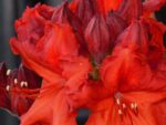 azalea mollis hotspur 1
