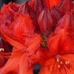 azalea mollis hotspur 1