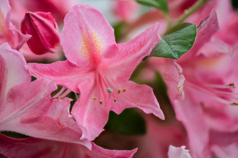 azalea mollis madame rose 1 azalea mollis madame rose 1