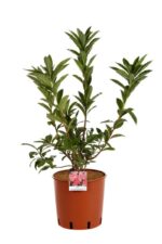 azalea mollis madame rose 3