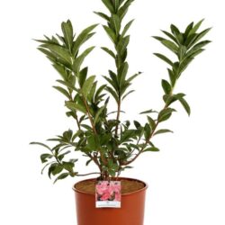 azalea mollis madame rose 3