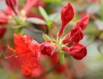 azalea mollis saturnus 1