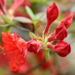 azalea mollis saturnus 1