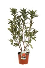 azalea mollis saturnus