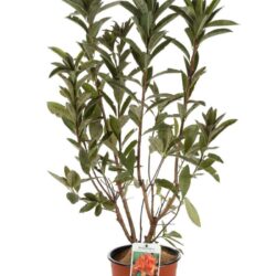 azalea mollis saturnus