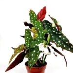 begonia maculata