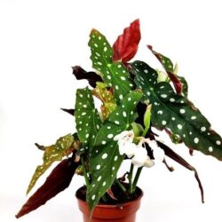 begonia maculata