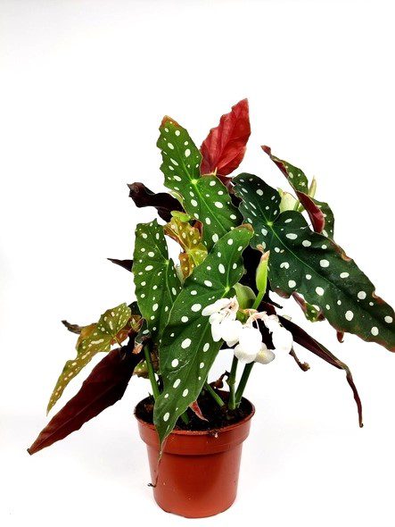begonia maculata begonia maculata