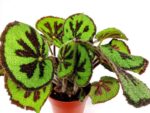 begonia masoniana rock 1