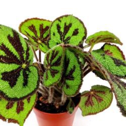 begonia masoniana rock 1